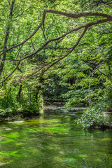Stream in the forest along the nature trail of Kamikochi in summer season