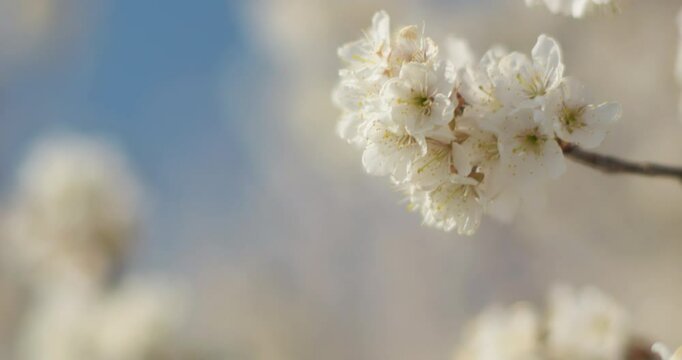 Spring blooming plum blossoms cherry blossoms bees collecting nectar