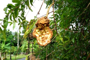 Rotten pomegranate fruit on the tree