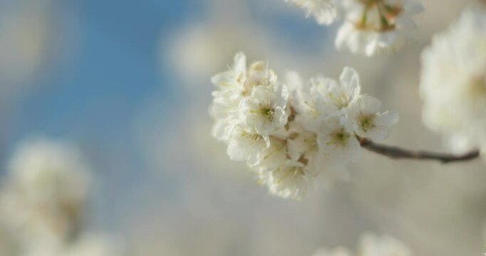 Spring blooming plum blossoms cherry blossoms bees collecting nectar
