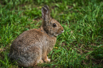 Wild bunny rabbit chewing on grass