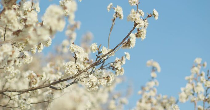 Spring blooming plum blossoms cherry blossoms bees collecting nectar