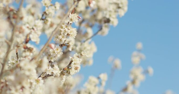 Spring blooming plum blossoms cherry blossoms bees collecting nectar