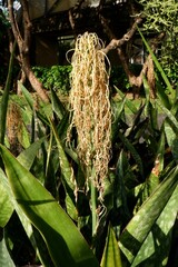 Flower of Common Spear Plant or Spear Sansevieria