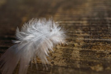 Delicate white feather lies on a weathered wooden surface, creating a serene and natural scene