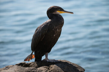 A graceful cormorant stands on a coastal rock by the sea, its dark feathers gleaming in the sunlight. The serene scene is completed by the gently rippling water in the background.
