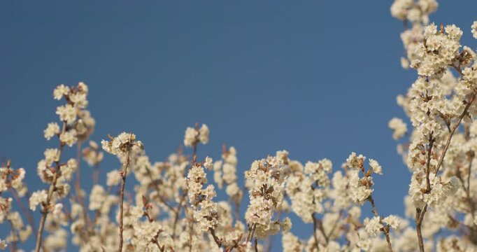 Spring blooming plum blossoms cherry blossoms bees collecting nectar