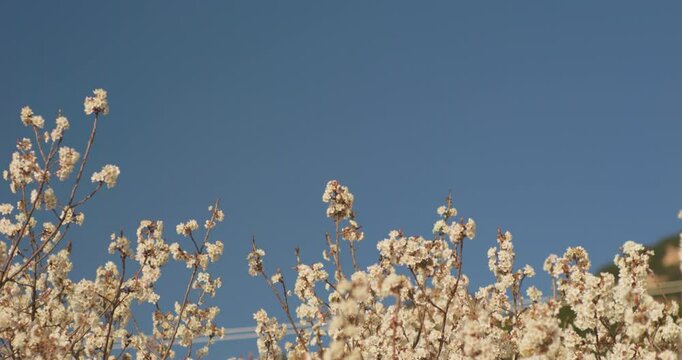 Spring blooming plum blossoms cherry blossoms bees collecting nectar