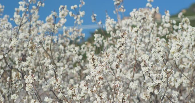 Spring blooming plum blossoms cherry blossoms bees collecting nectar