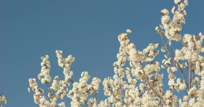 Spring blooming plum blossoms cherry blossoms bees collecting nectar