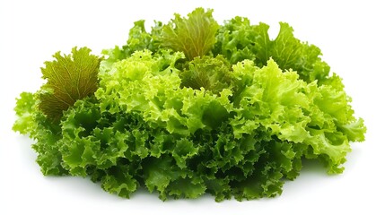Obraz premium Fresh, vibrant salad leaves arranged in a pile.