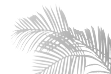 Palm branch leaf shadow overlay effect,tropical leaves shadows isolated on transparent png...