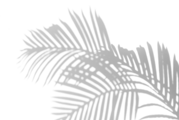 Palm branch leaf shadow overlay effect,tropical leaves shadows isolated on transparent png background