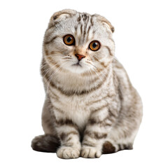 Fototapeta premium A cat with a striped face and a yellow nose is sitting on a white background