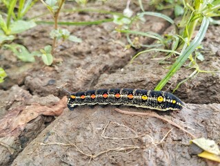 Striped Hawk-moth caterpillar (Theretra oldenlandiae) on ground in outdoor garden 