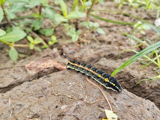 Striped Hawk-moth caterpillar (Theretra oldenlandiae) on ground in outdoor garden 