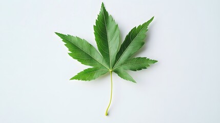 A vibrant green maple leaf against a plain background.