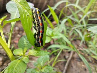 Striped Hawk-moth caterpillar (Theretra oldenlandiae) in outdoor garden 