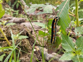 caterpillar on a leafStriped Hawk-moth caterpillar (Theretra oldenlandiae) in outdoor garden 