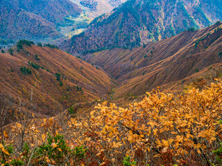 晩秋の平ヶ岳山道