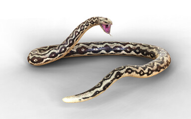 3d illustration of Aggressive Rock Python on Green Screen