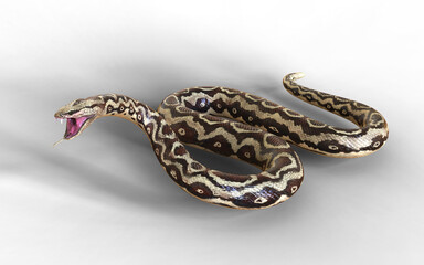 3d illustration of Aggressive Rock Python on Green Screen