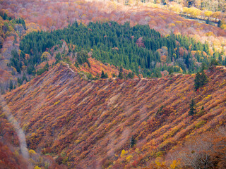 晩秋の平ヶ岳山道