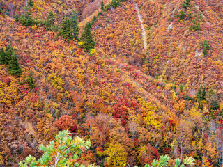 晩秋の平ヶ岳山道