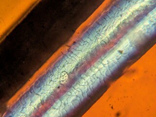 Microscopic View of Human Hair Under Polarized Light