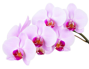 Elegant Pink Phalaenopsis Orchid Branch with Blooming Flowers, Isolated on Transparent Background PNG
