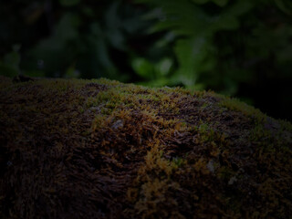 Dark close up of moss on rocks and blurred green leaves nature background. Copy space for placing...