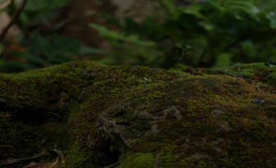 Dark close up of moss on rocks and blurred green leaves nature background. Copy space for placing products and text.