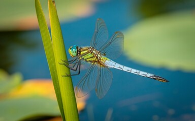 Naklejka premium Vibrant Green Dragonfly Perched on Reed Near Teal Water