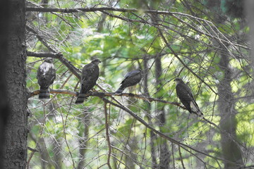 枝に止まるハイタカの兄弟