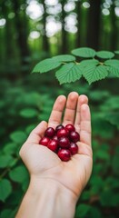 Handful of Shiny Red Cherries Against a Lush Green Forest Backdrop