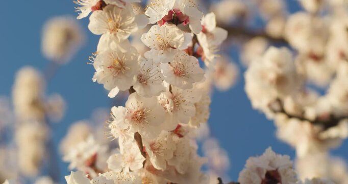 Spring blooming plum blossoms cherry blossoms bees collecting nectar