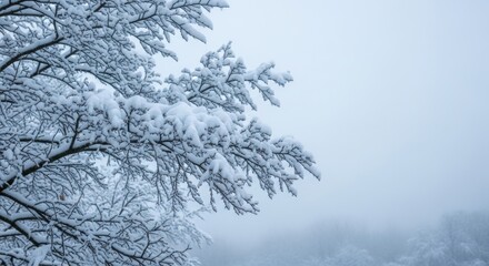Fototapeta premium Snow-laden branches against a misty winter sky, creating a serene and ethereal landscape