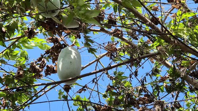 Benincasa hispida plant with round, oval fruit in summer season.