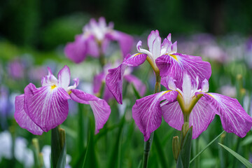 花菖蒲の花びら
