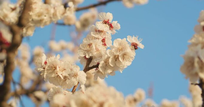 Spring blooming plum blossoms cherry blossoms bees collecting nectar
