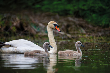 Mute swan with baby. Cygnets on summer day in calm water. Bird in the nature habitat