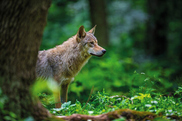 Wolf in summer forest. Wildlife scene from nature. Wild animal in the natural habitat