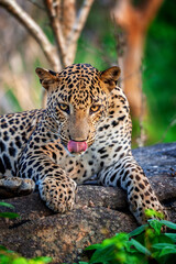 Majestic leopard lounging on a rocky surface in a lush green habitat during the golden hour