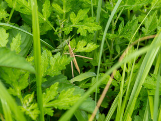 葉に止まる茶色のショウリョウバッタ