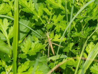 葉に止まる茶色のショウリョウバッタ