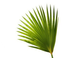 Elegant Palm Fan Leaf on a Pristine White Background