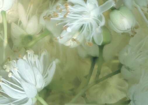 close up of white flower.vintsge background. 