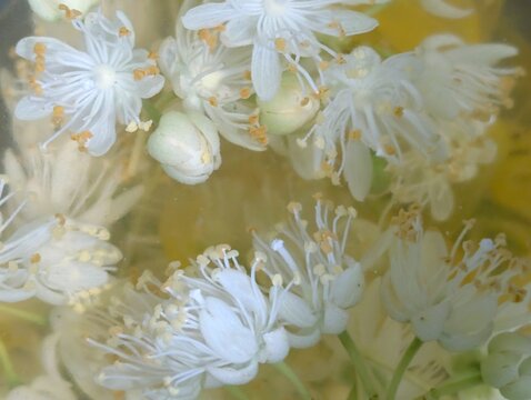 white flowers in water