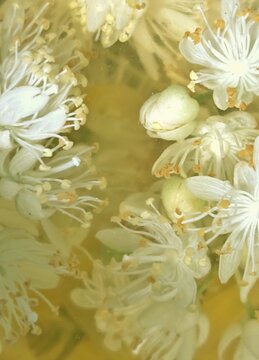 lily of the valley. vintage flowers background.