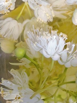 white lily in water. vintage background.
